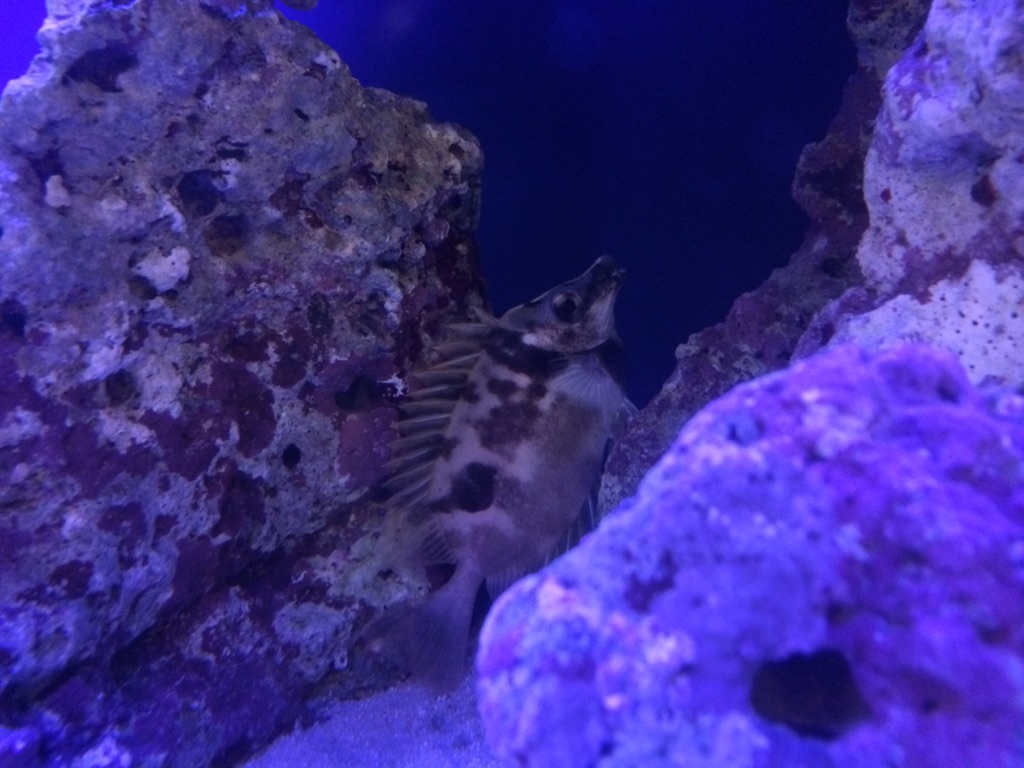 魚クン