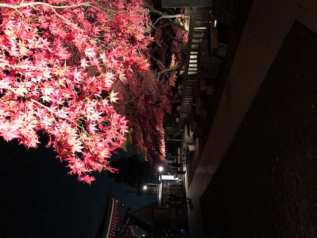 秋の大山紅葉ライトアップ　2023