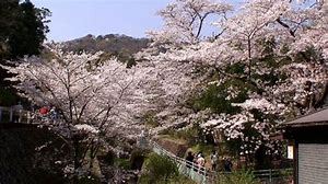 sakura 